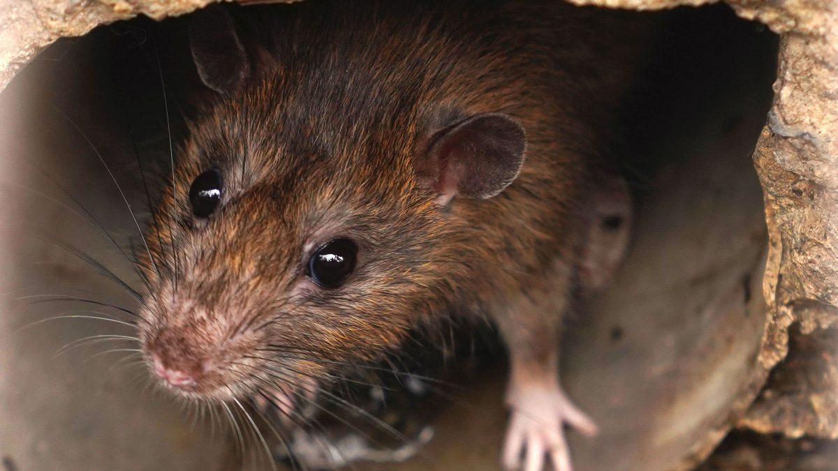 Ratten sind eine normale Begleiterscheinung in Städten.
