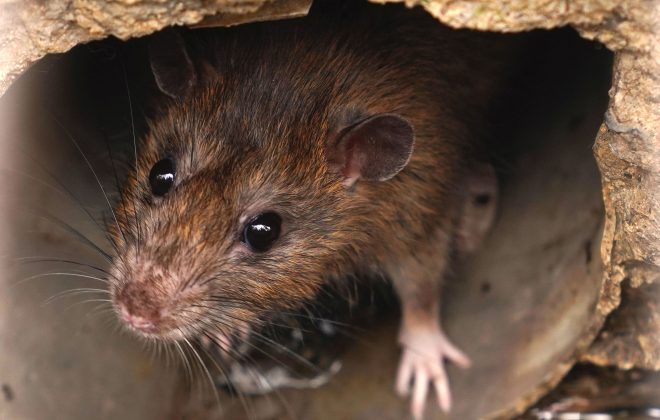 Ratten sind eine normale Begleiterscheinung in Städten.