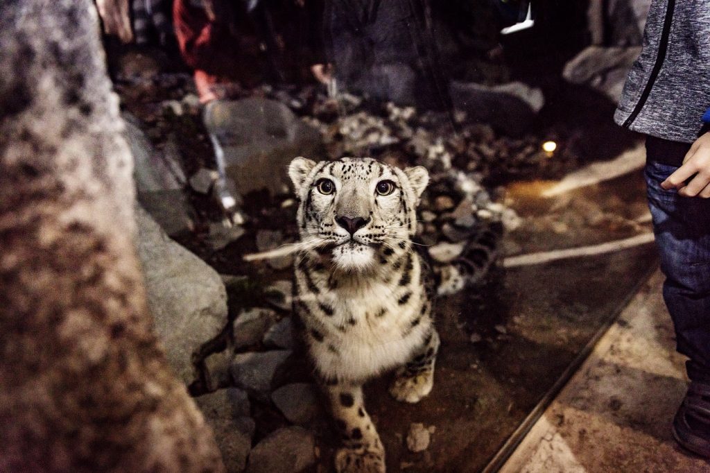 Eine Leopardendame schaut neugierig in die Kamera.
