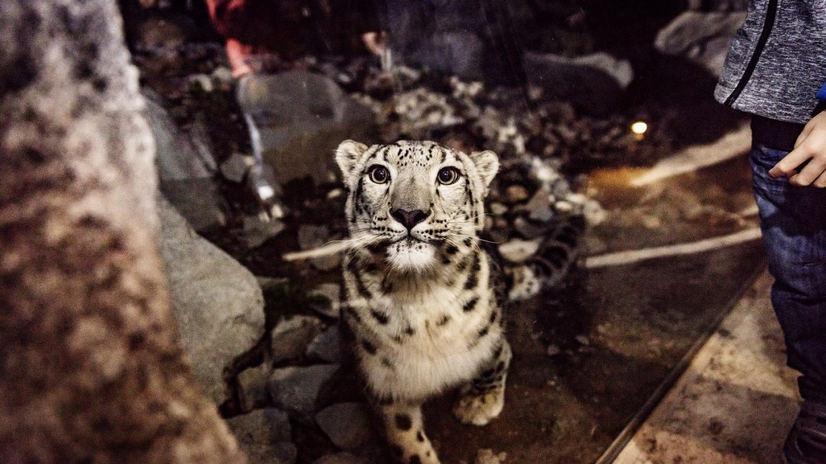 Eine Leopardendame schaut neugierig in die Kamera.