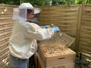 Carolin Lätsch beim Öffnen des Bienenstocks.